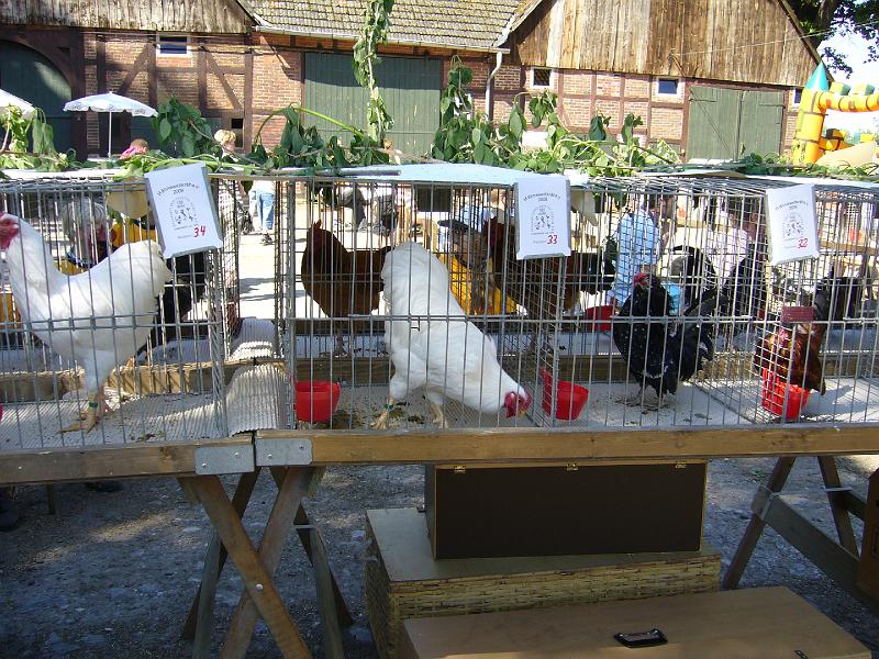 Haehnewettkraehen der Kreisjugend des Kreisverbandes Guetersloh 028.jpg - Hähnewettkrähen des Kreisverbandes Gütersloh in Langenberg auf dem Hofe Großelohmann